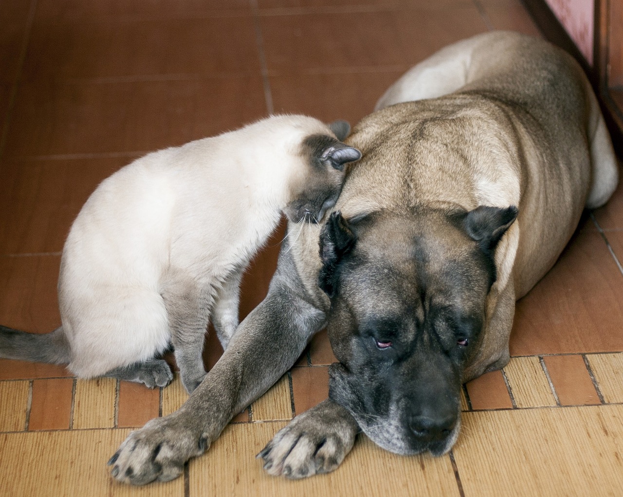 thai cat cat dogo canario free photo