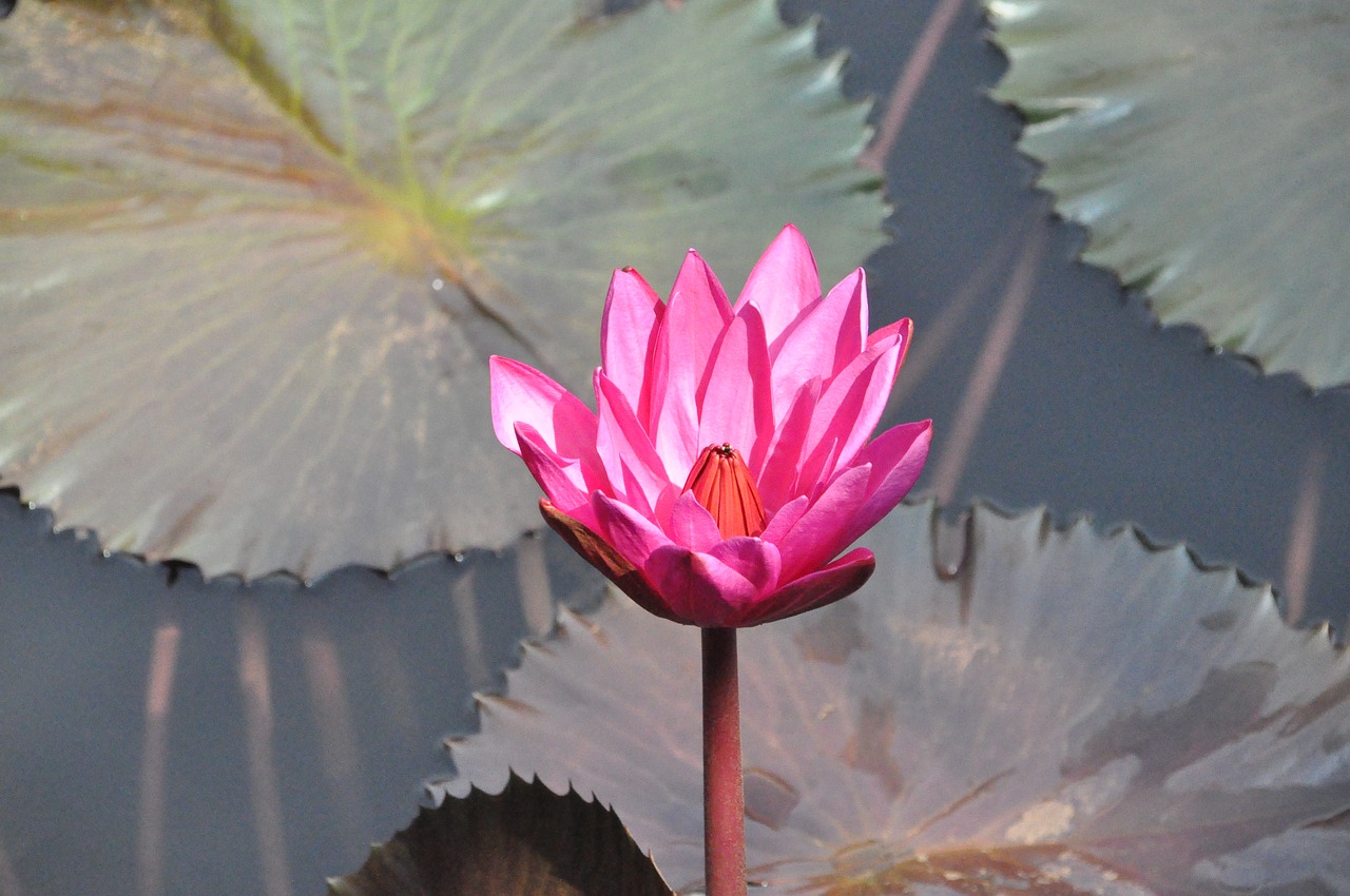 thai land water lilly floating free photo