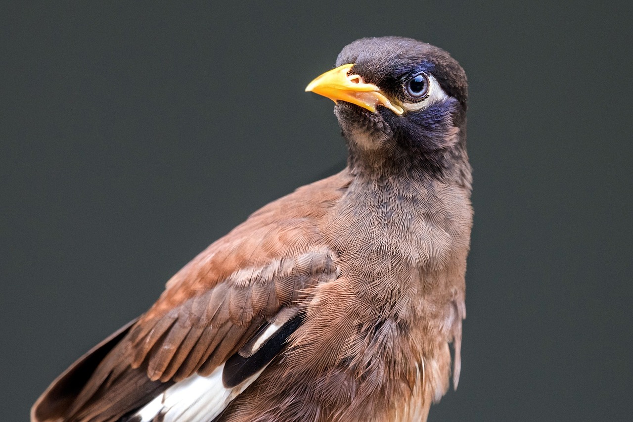 thai starling bird thai free photo