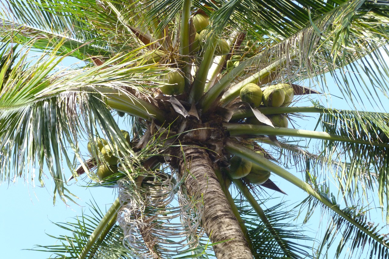 thailand palm holiday free photo