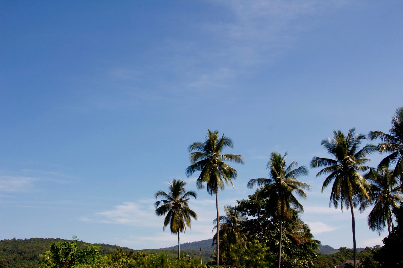 thailand palm sky free photo