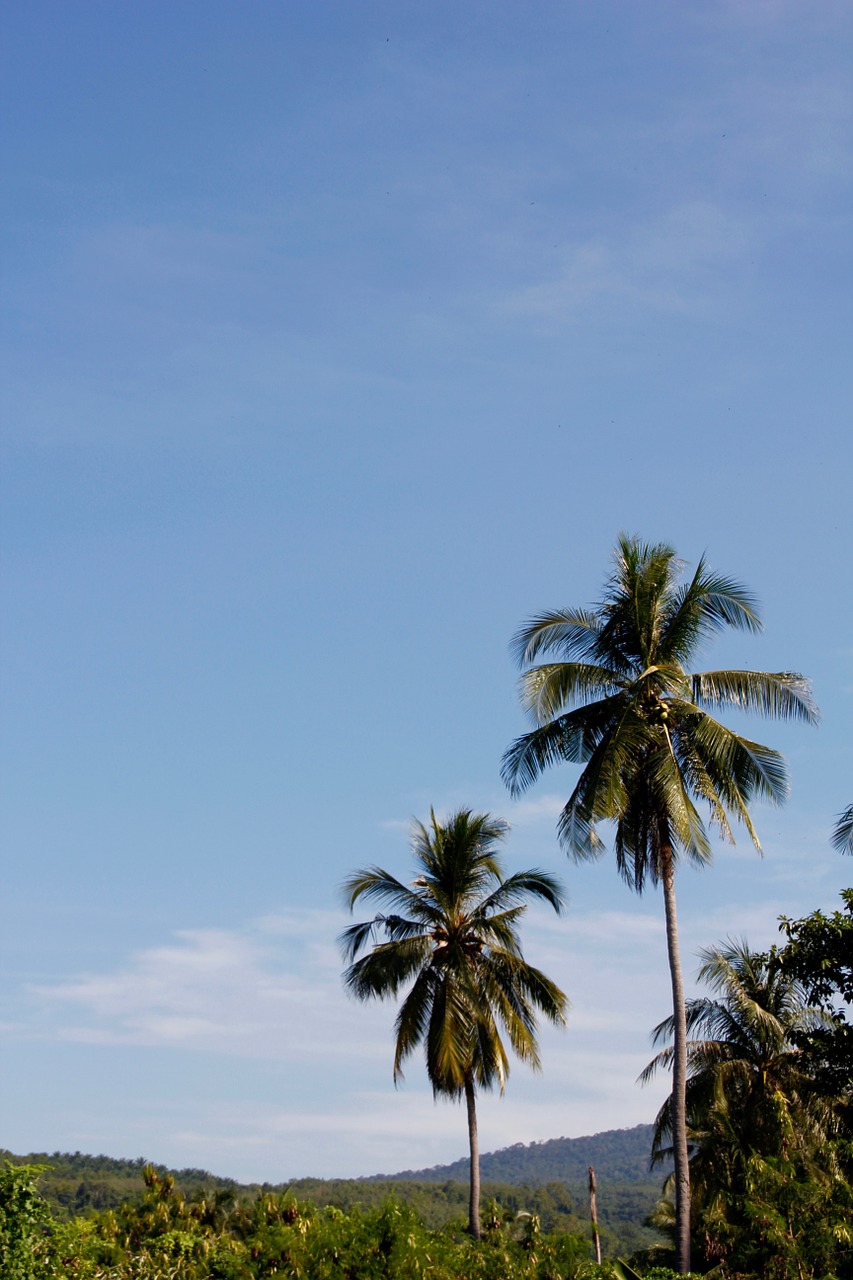 thailand palm sky free photo