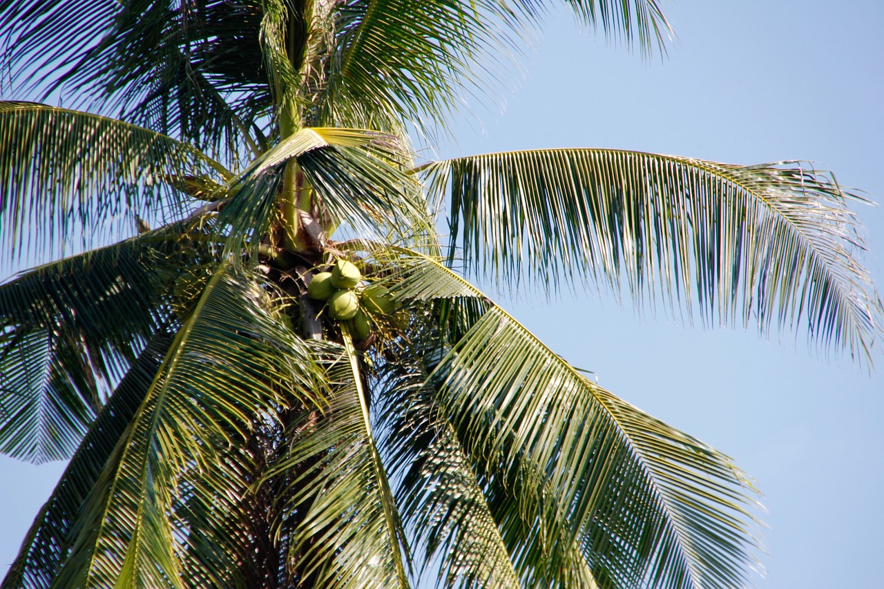 thailand palm sky free photo