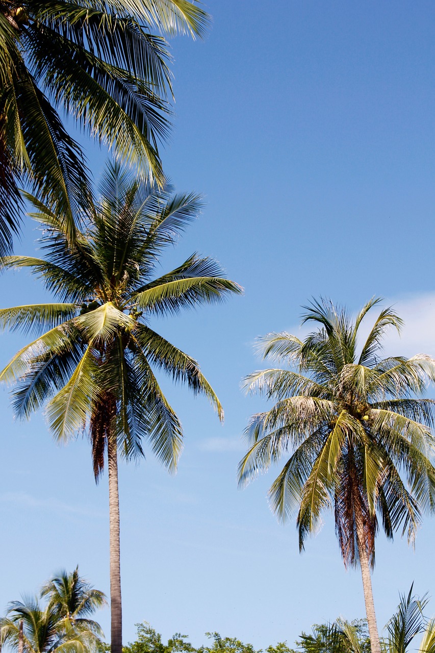thailand palm sky free photo