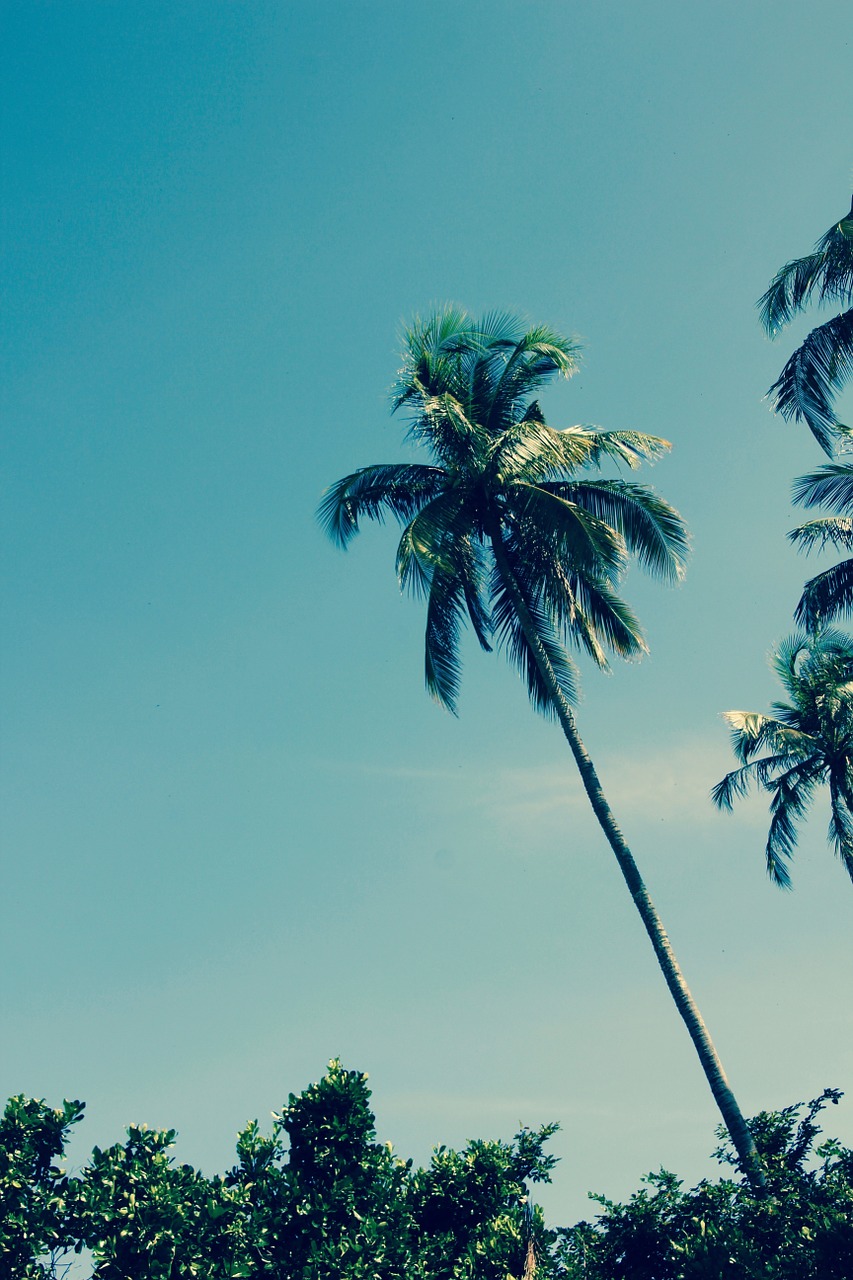 thailand palm sky free photo