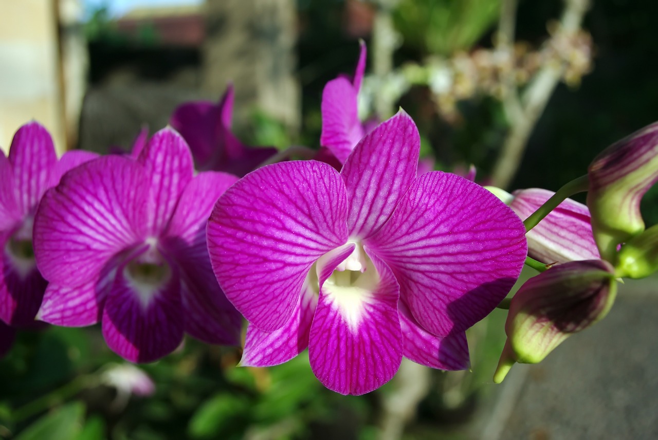 thailand orchid flower free photo