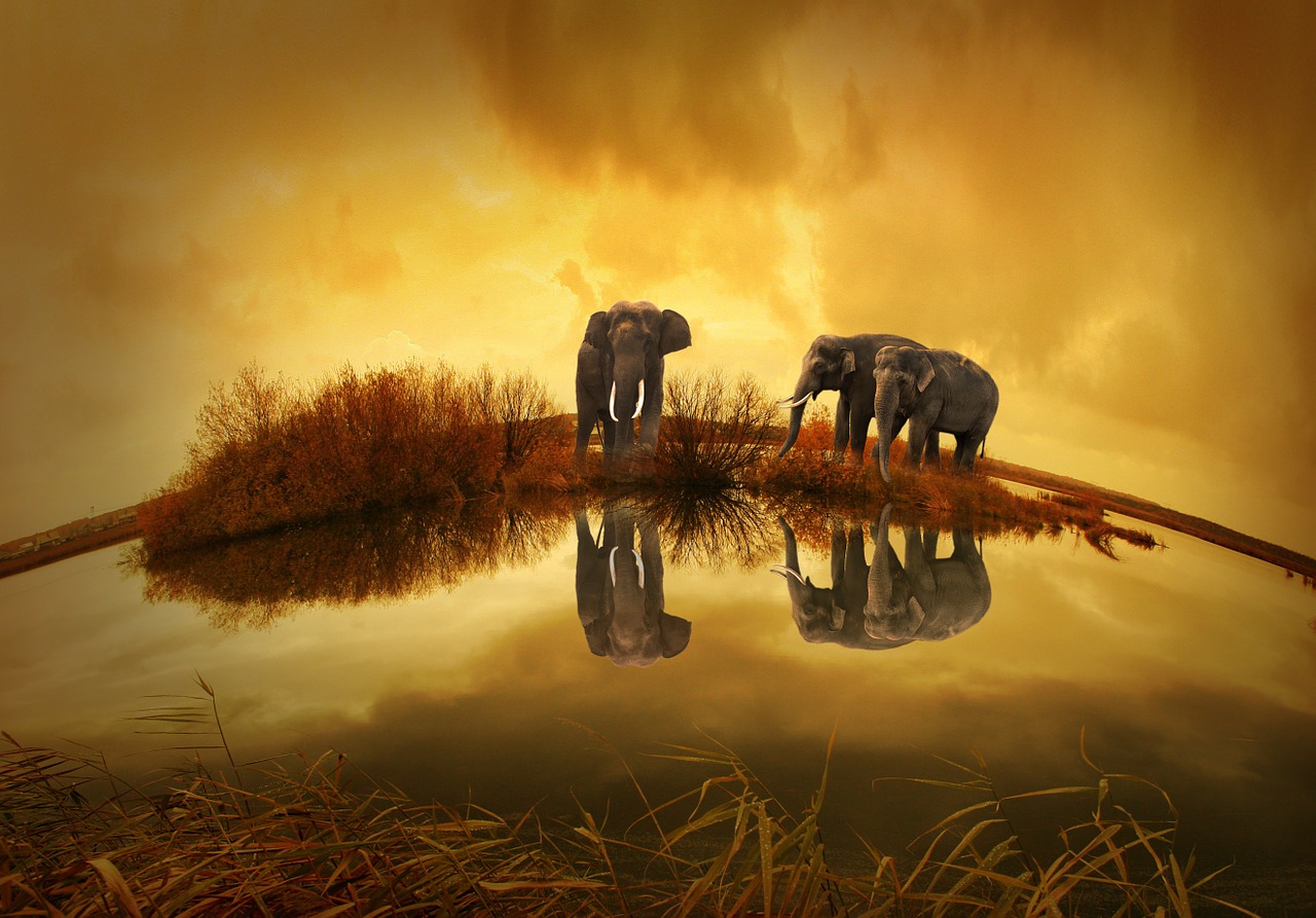 thailand elephant sunset free photo