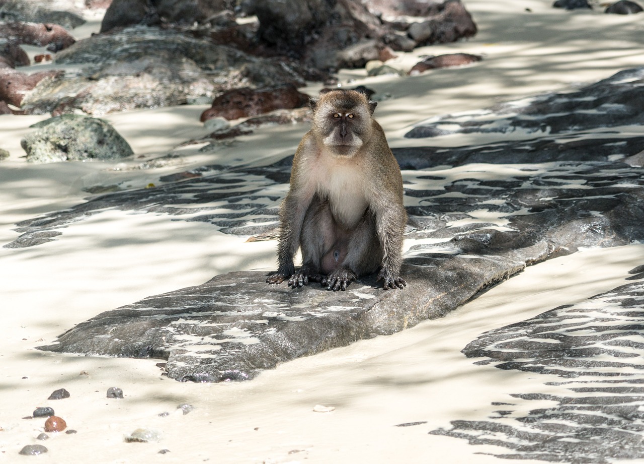 thailand phuket koh phi phi free photo