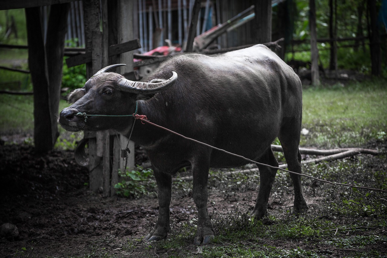 buffalo animals in the country free photo