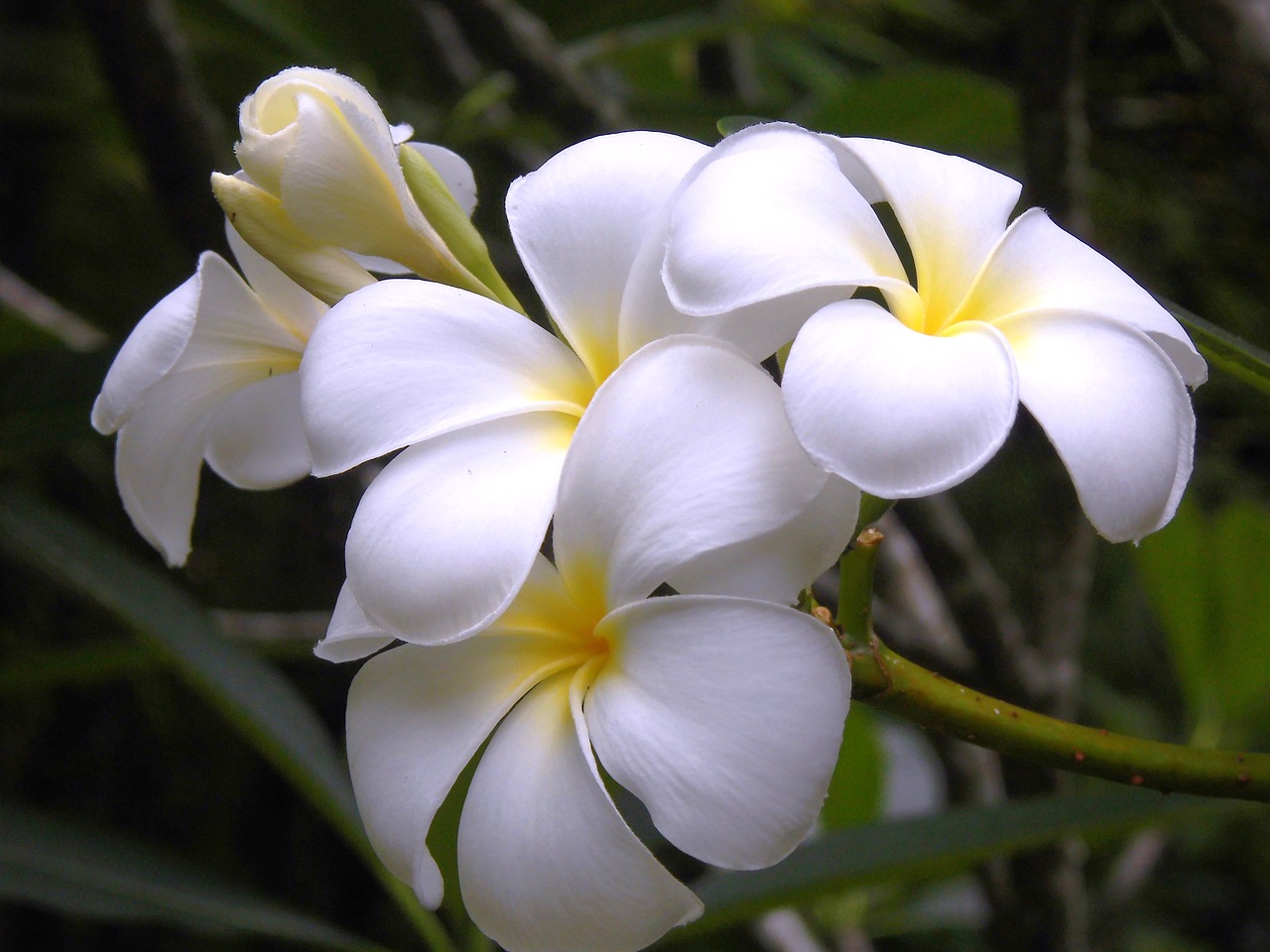 thailand flower violet free photo