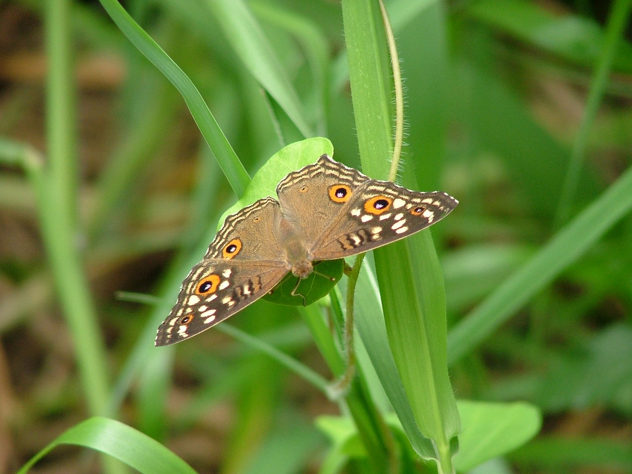 thailand butterfly insect free photo