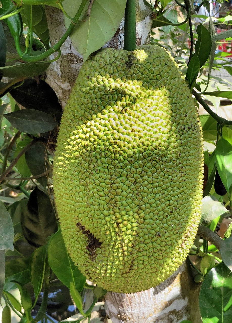 thailand jackfruit jacques free photo