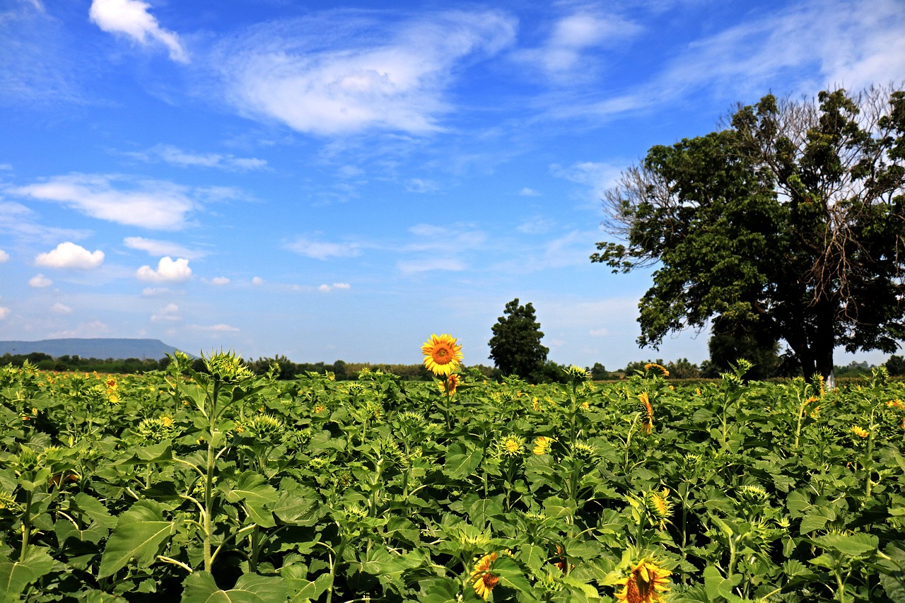 thailand sunflower landscape free photo