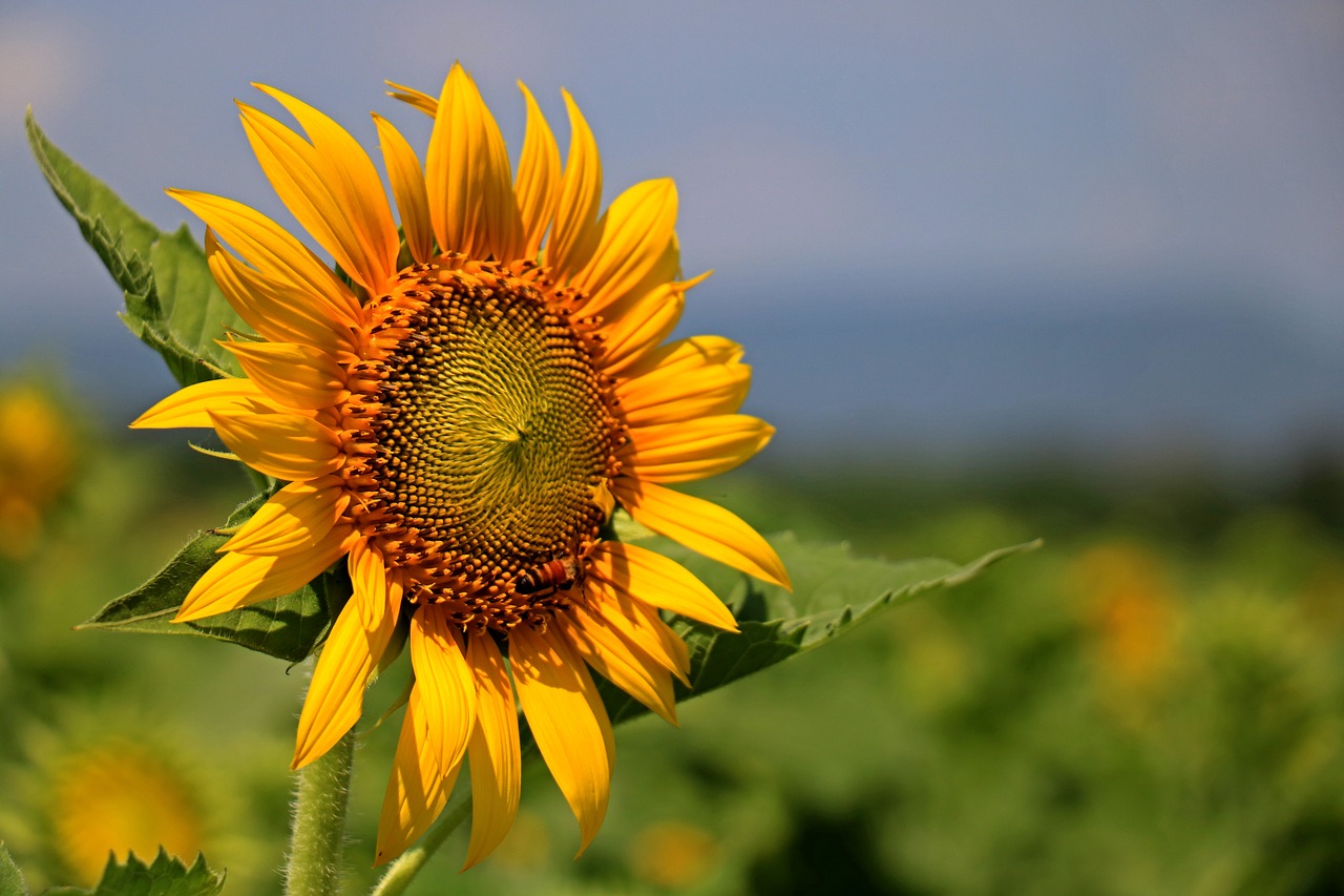 thailand sunflower yellow free photo