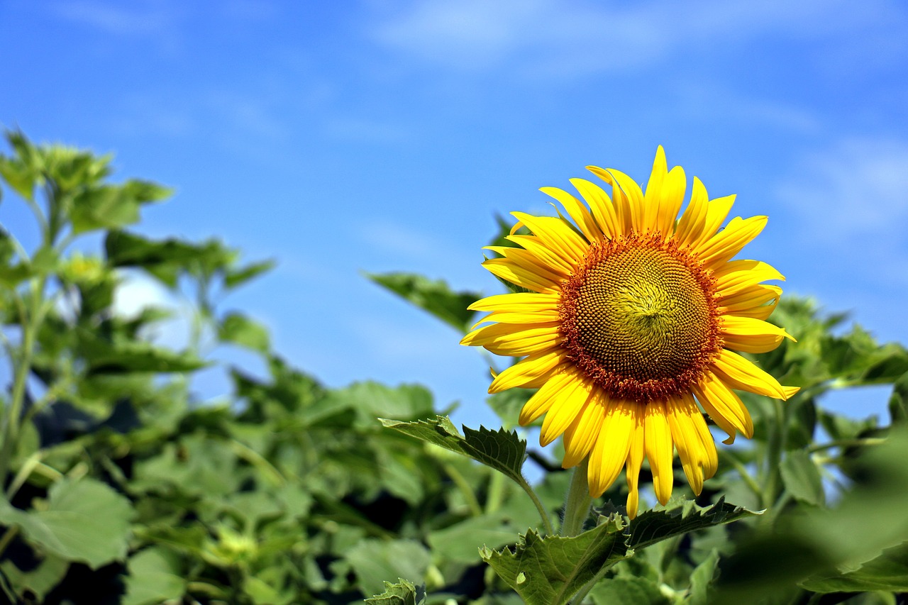 thailand sunflower yellow free photo