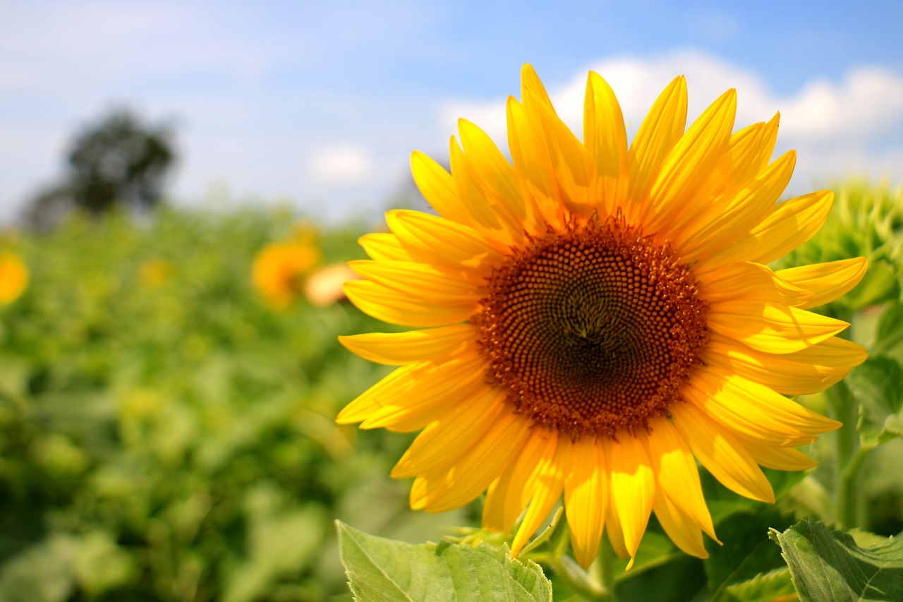 thailand sunflower yellow free photo