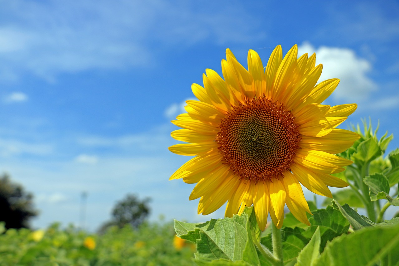 thailand sunflower sky free photo