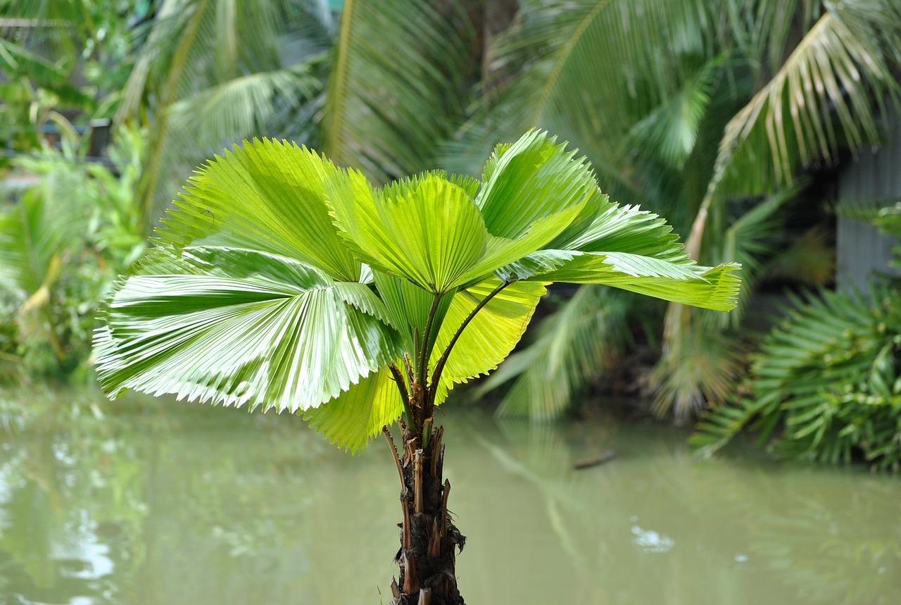 thailand water palm palm free photo