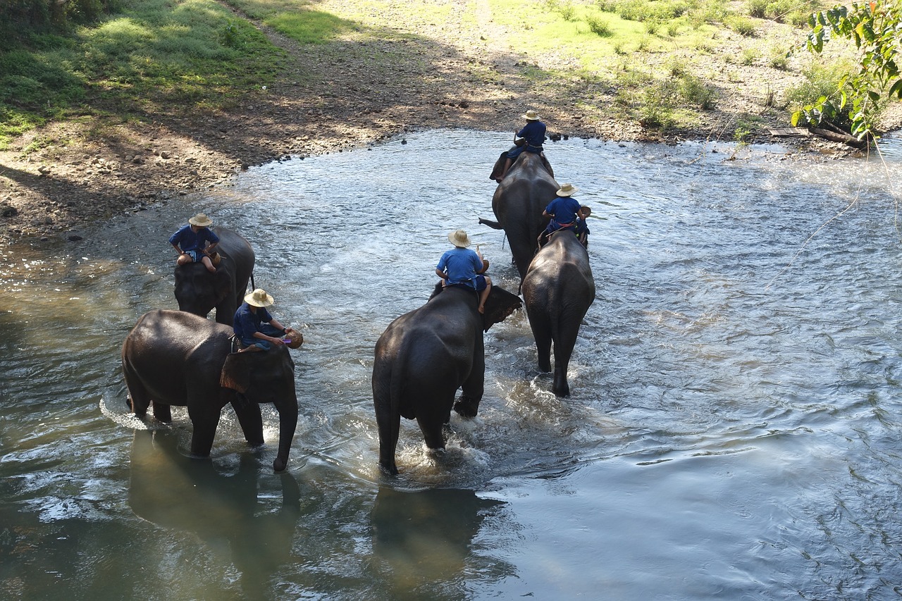 thailand elephants river free photo