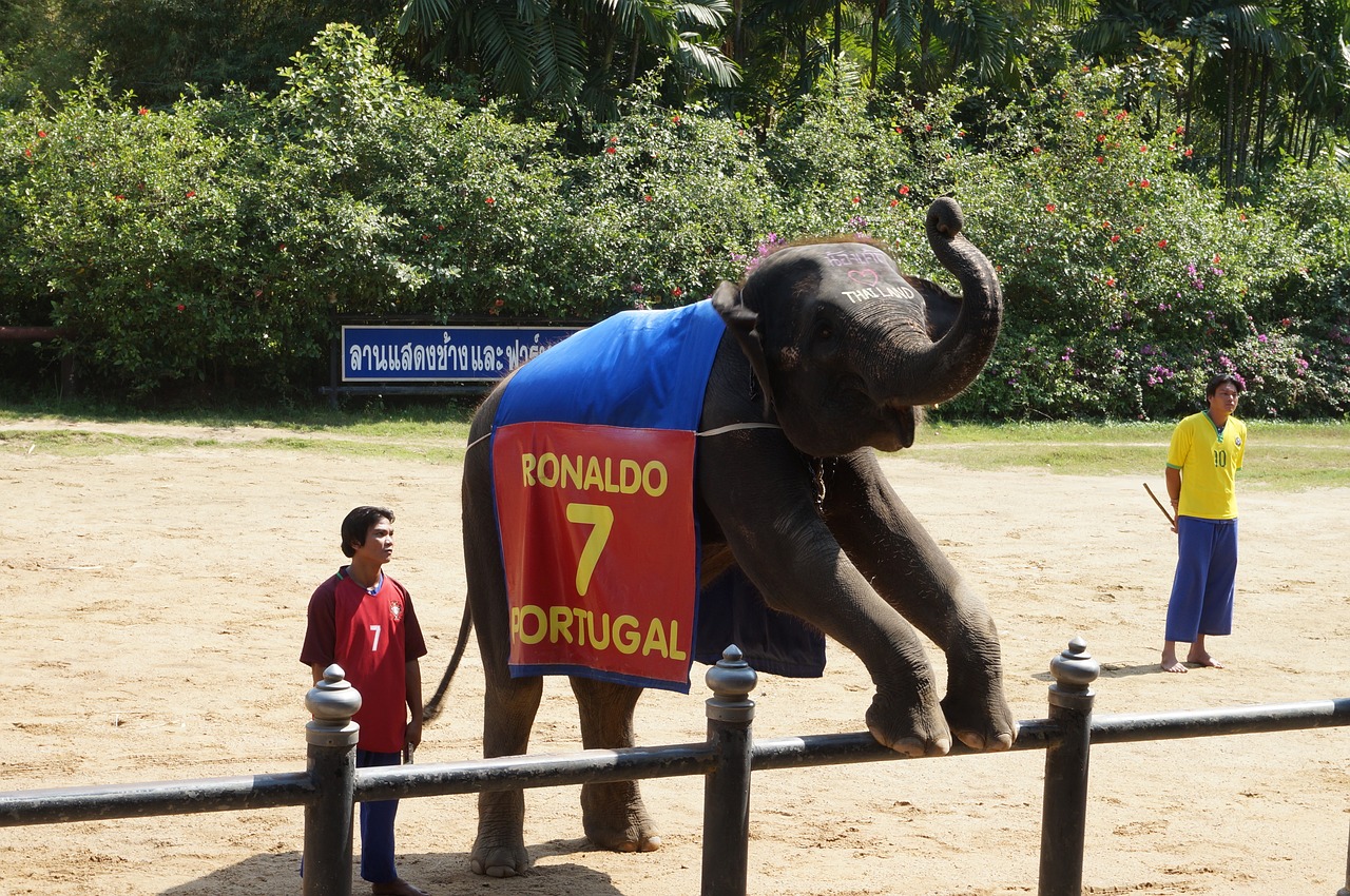 thailand packages elephant free photo