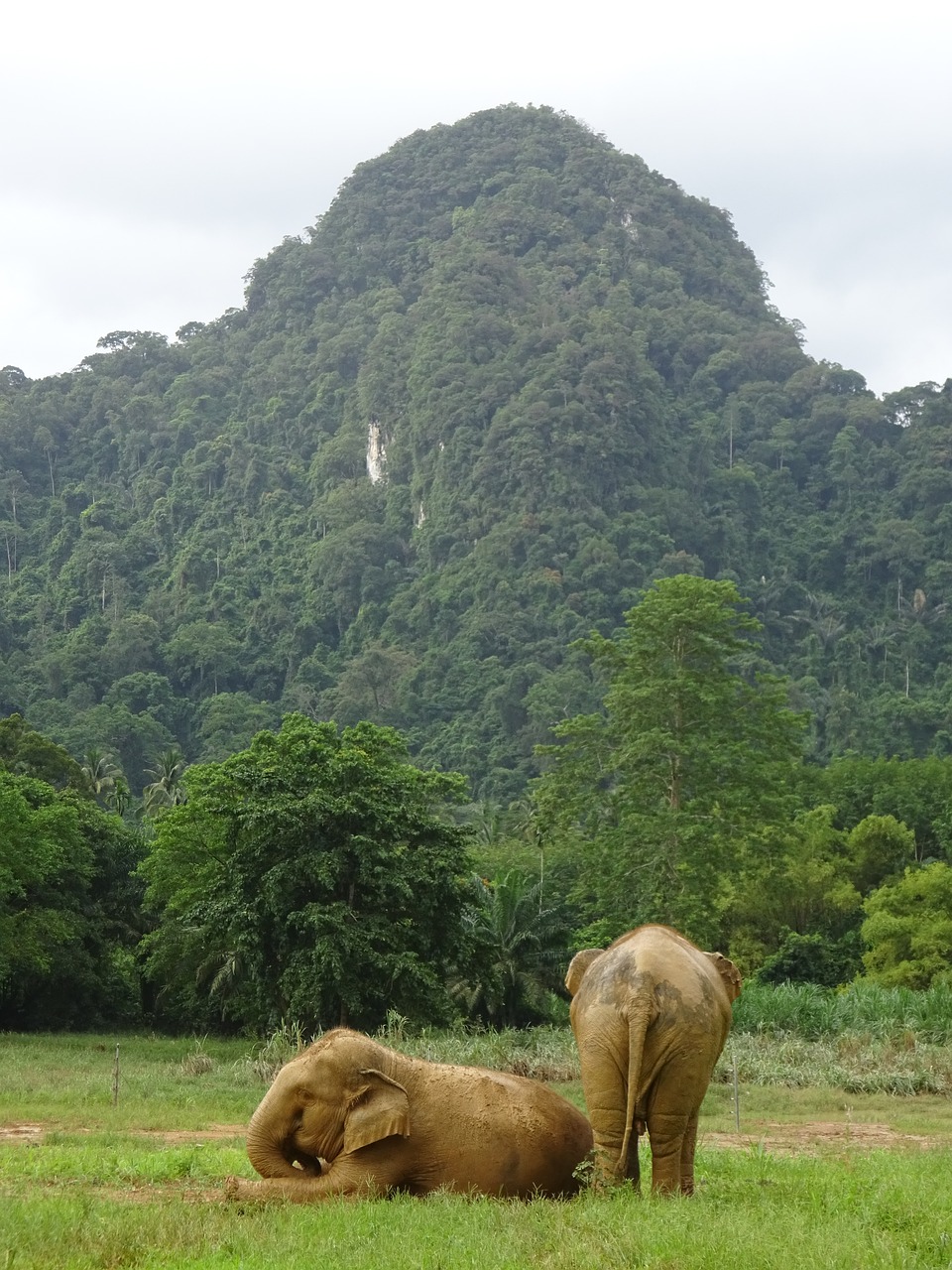 thailand elephant nature free photo