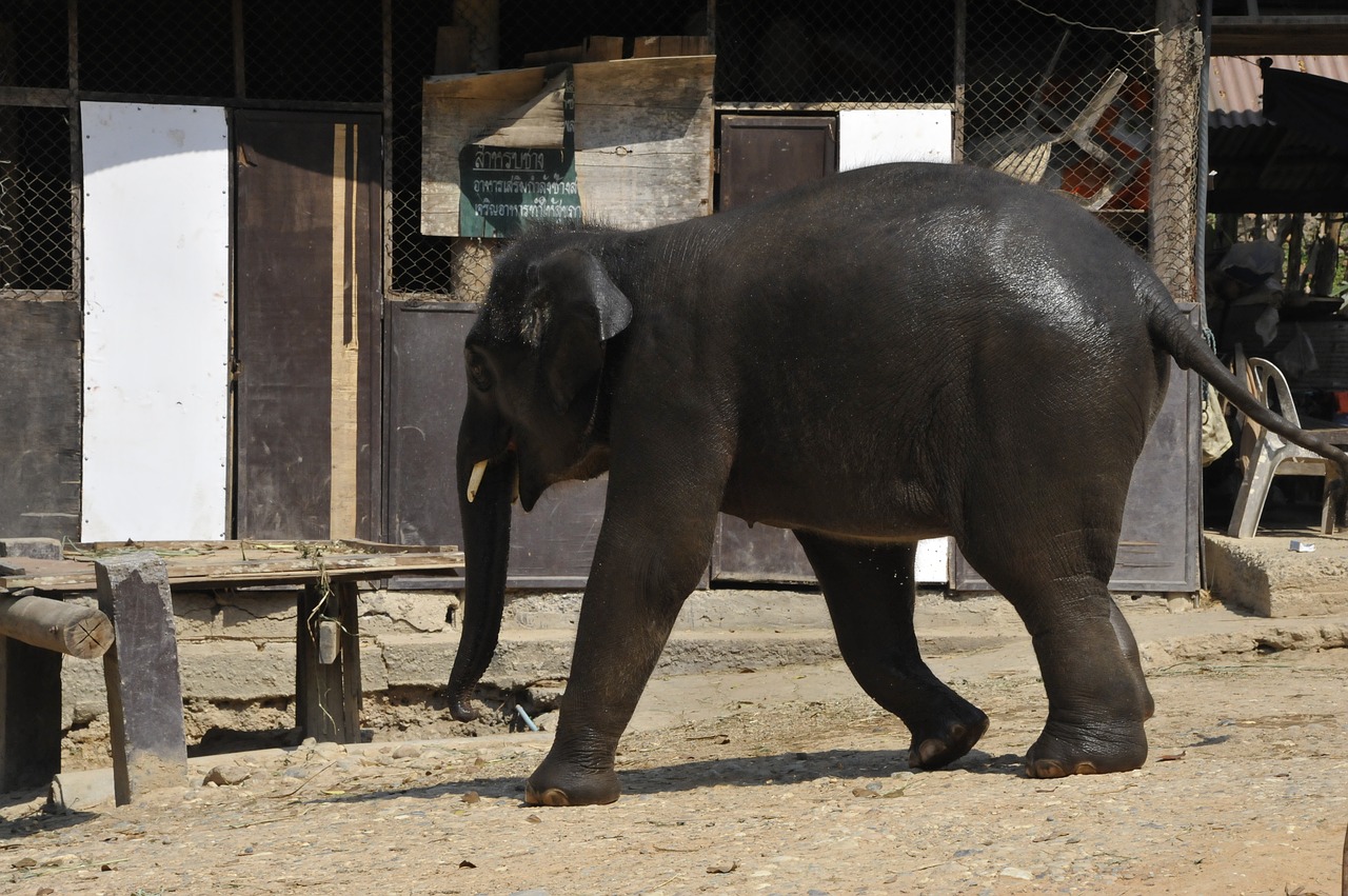 thailand elephant nature free photo