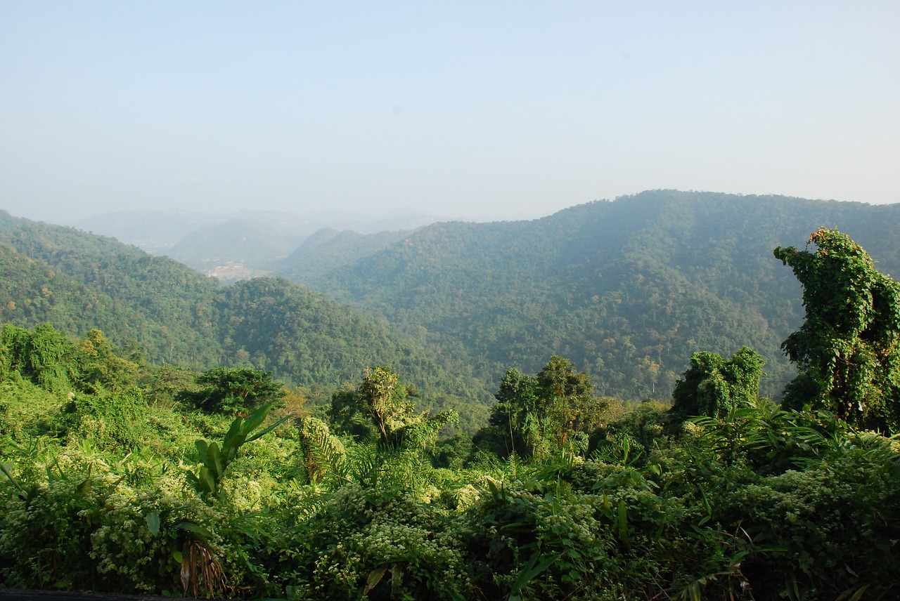 thailand rainforest tropics free photo