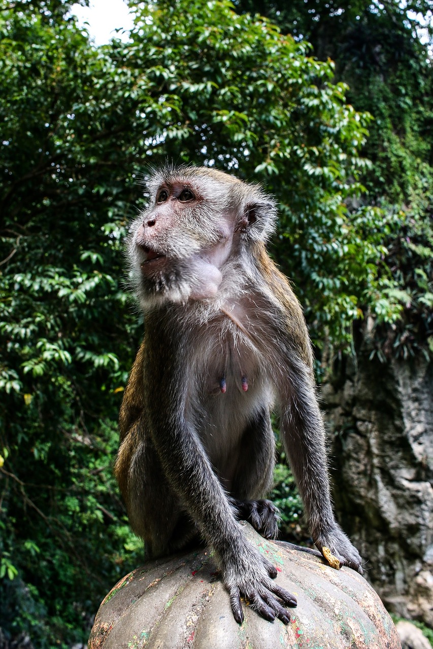 thailand nature monkey free photo