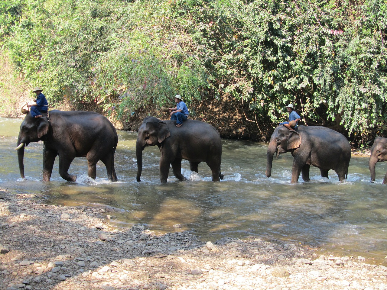 thailand elephants mahuts free photo