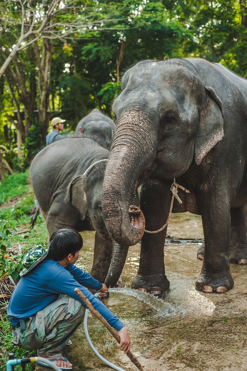 thailand  elephant  baby free photo