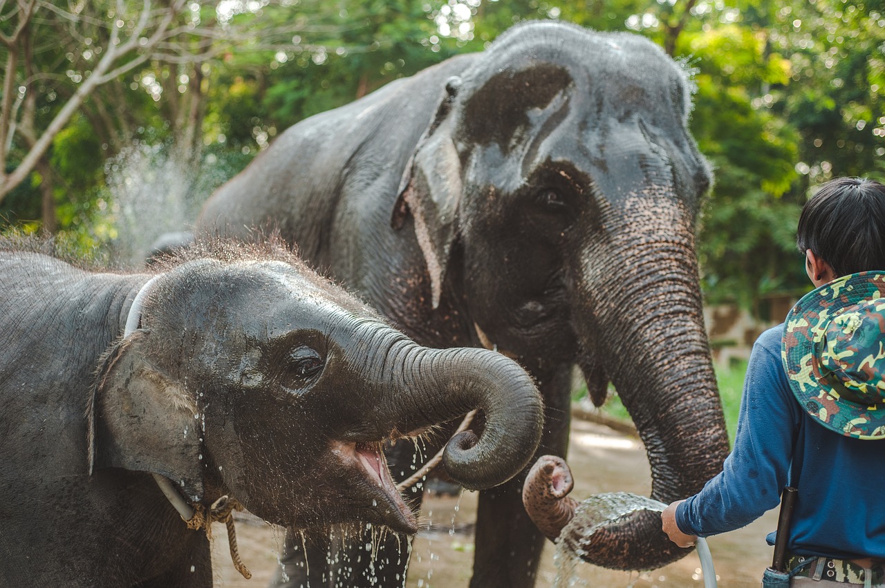 thailand  elephant  small free photo