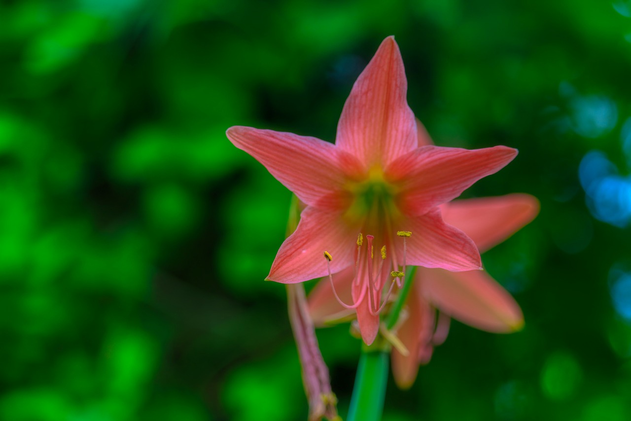 thailand  plant  floral free photo