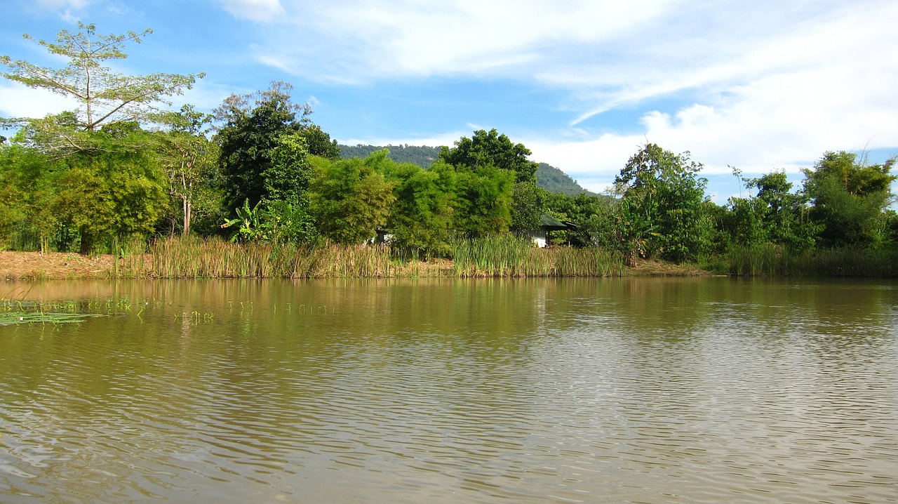 thailand river shore free photo