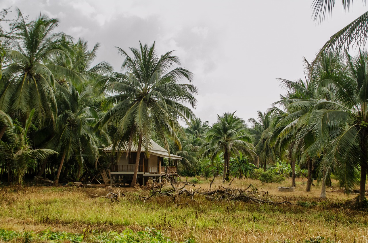 thailand palm trees hut free photo