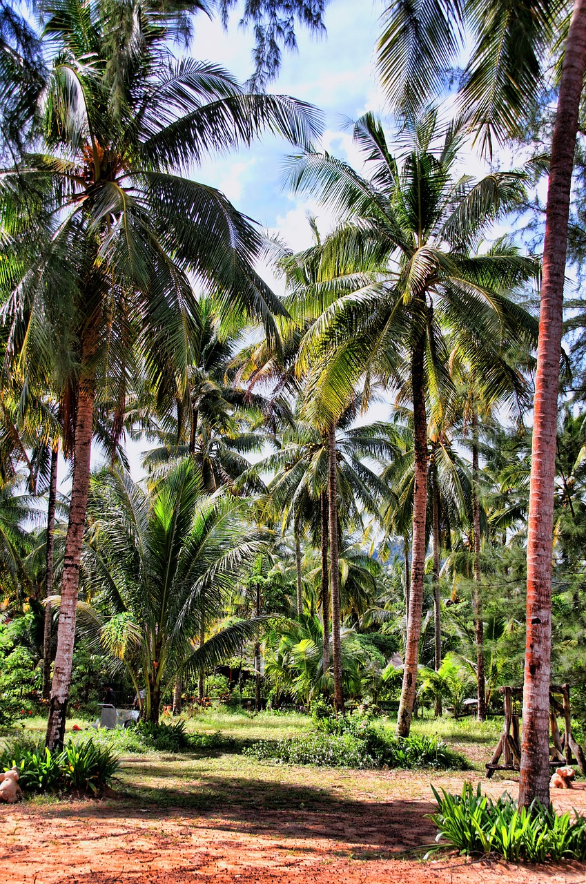 thailand palm trees holiday free photo