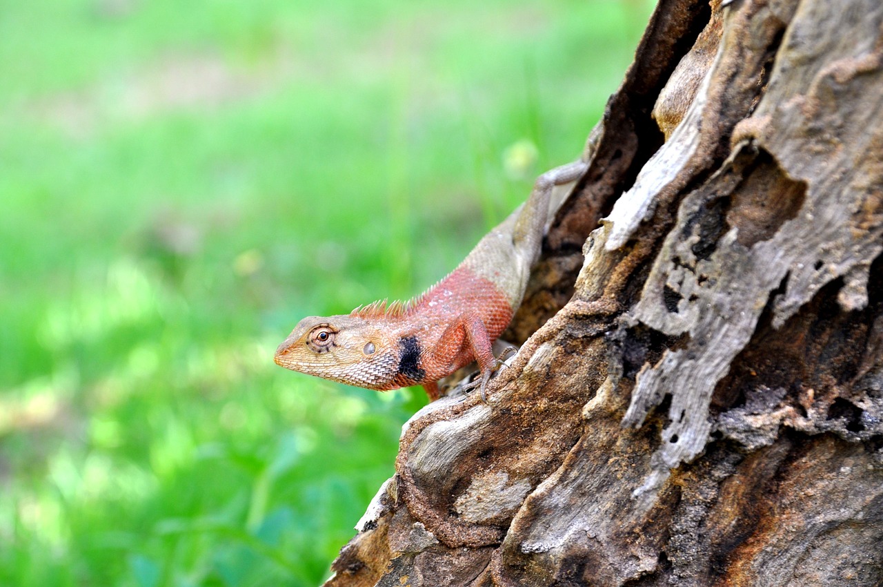 thailand salamander red free photo