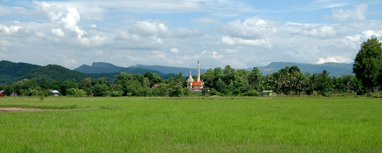 thailand rice field rice free photo