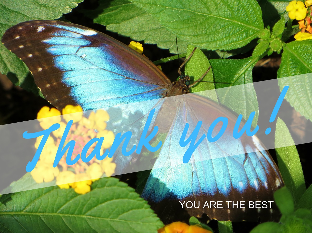 thank you gratitude you are the best free photo