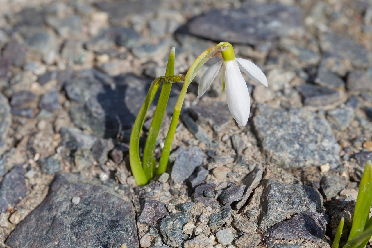 thank you  stone  flower free photo