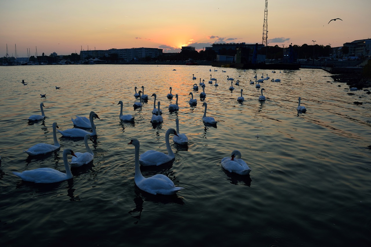 thanks swans at the black sea sunset free photo