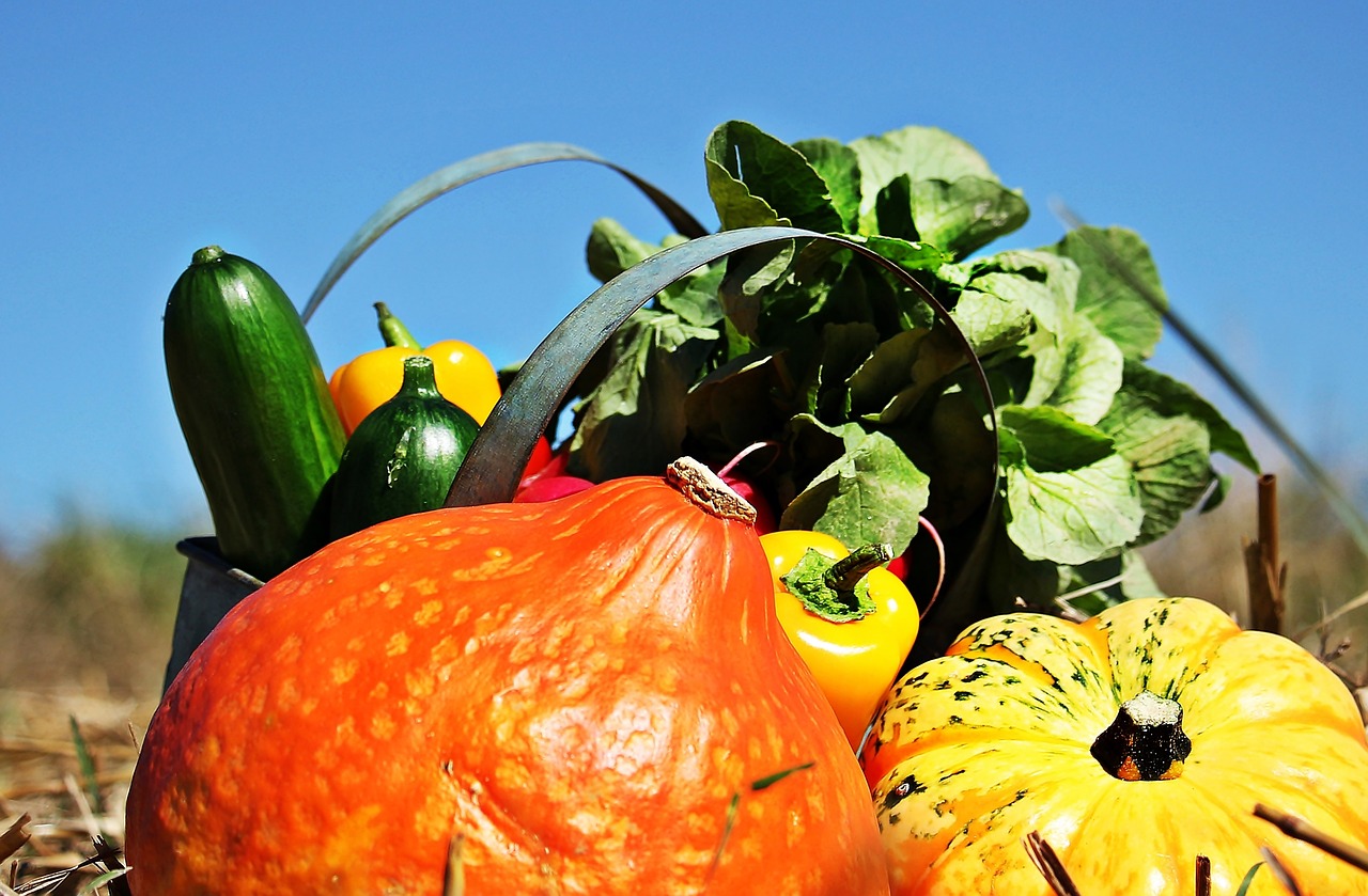 thanksgiving pumpkins cucumbers free photo