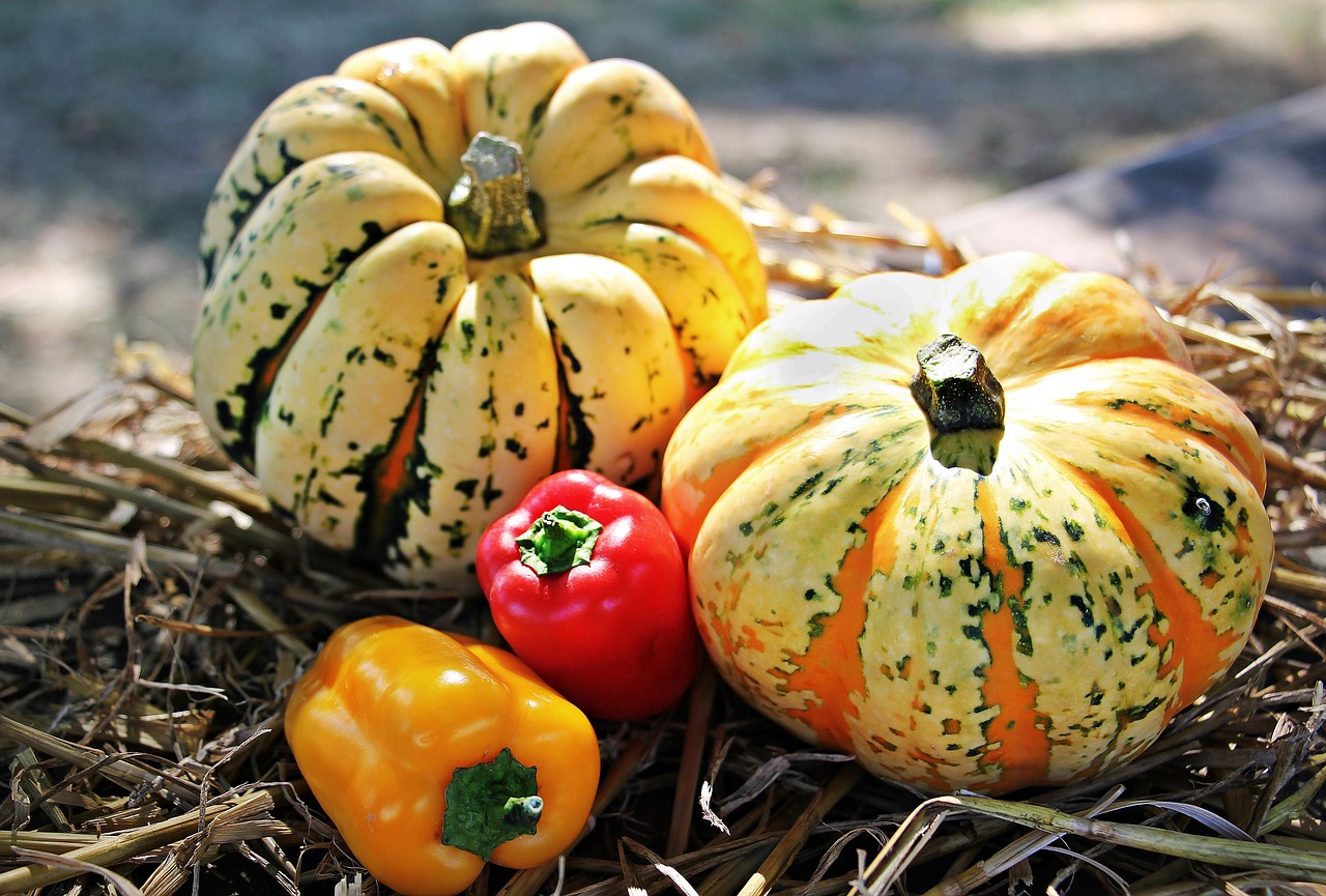 thanksgiving pumpkins paprika free photo