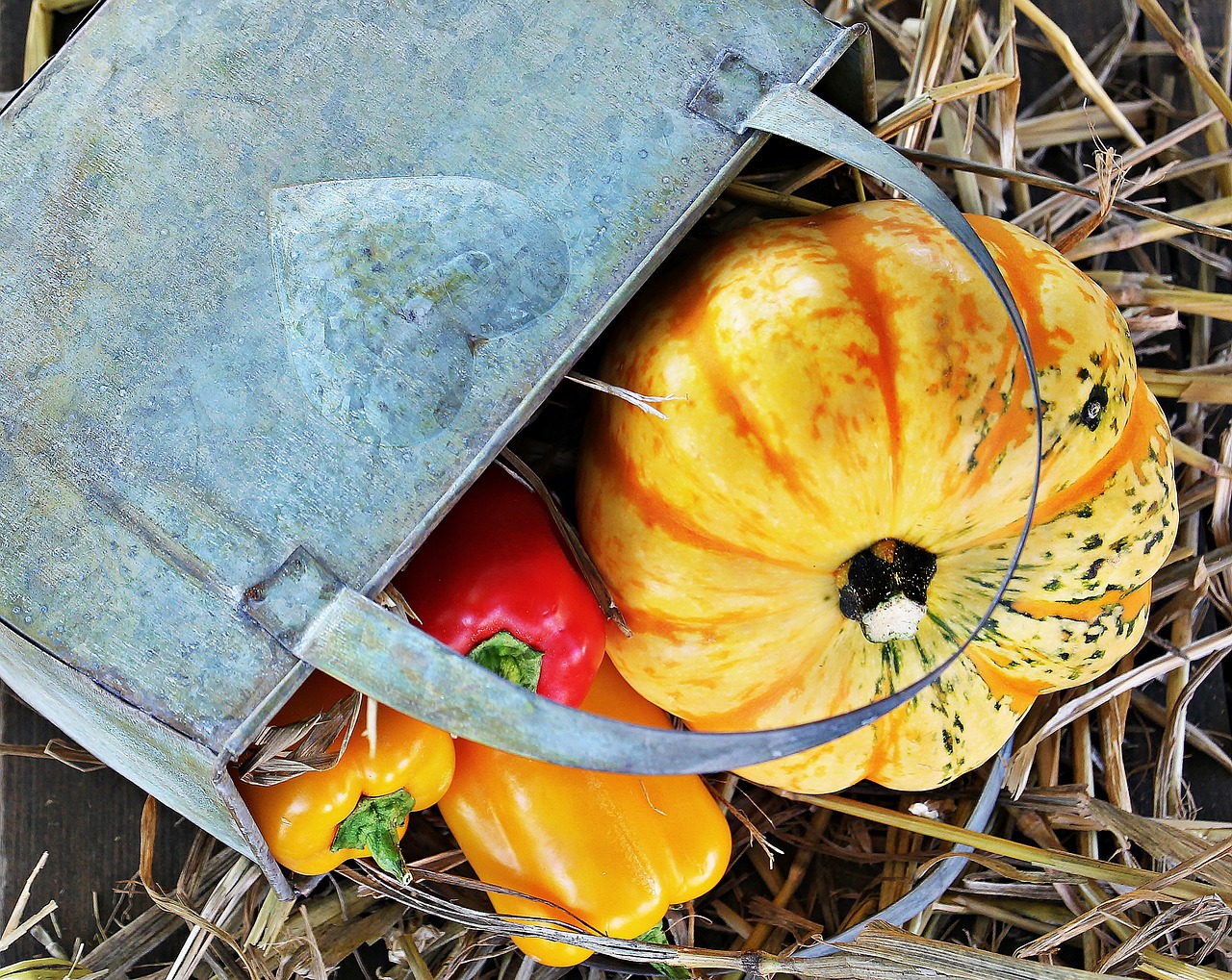 thanksgiving pumpkin paprika free photo
