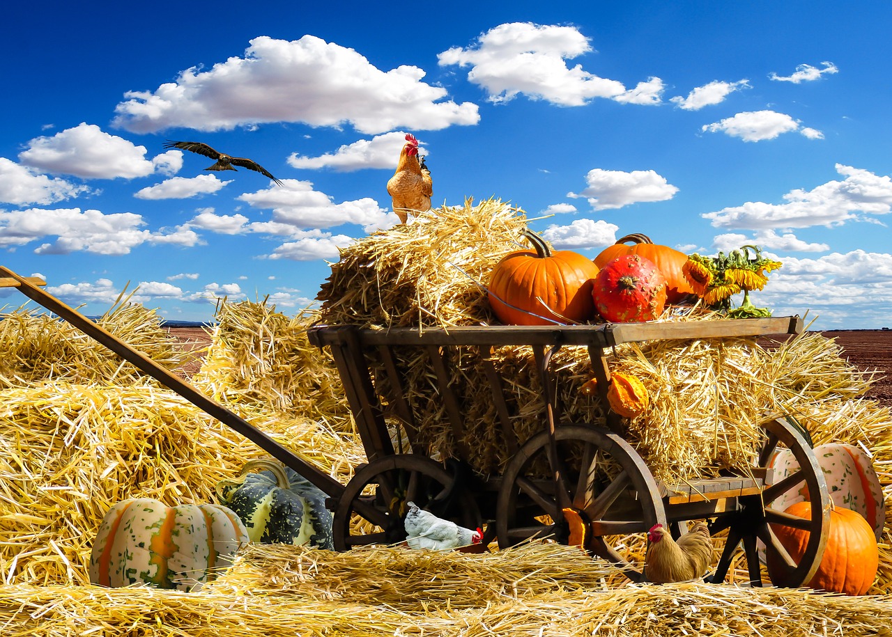 thanksgiving autumn pumpkin free photo