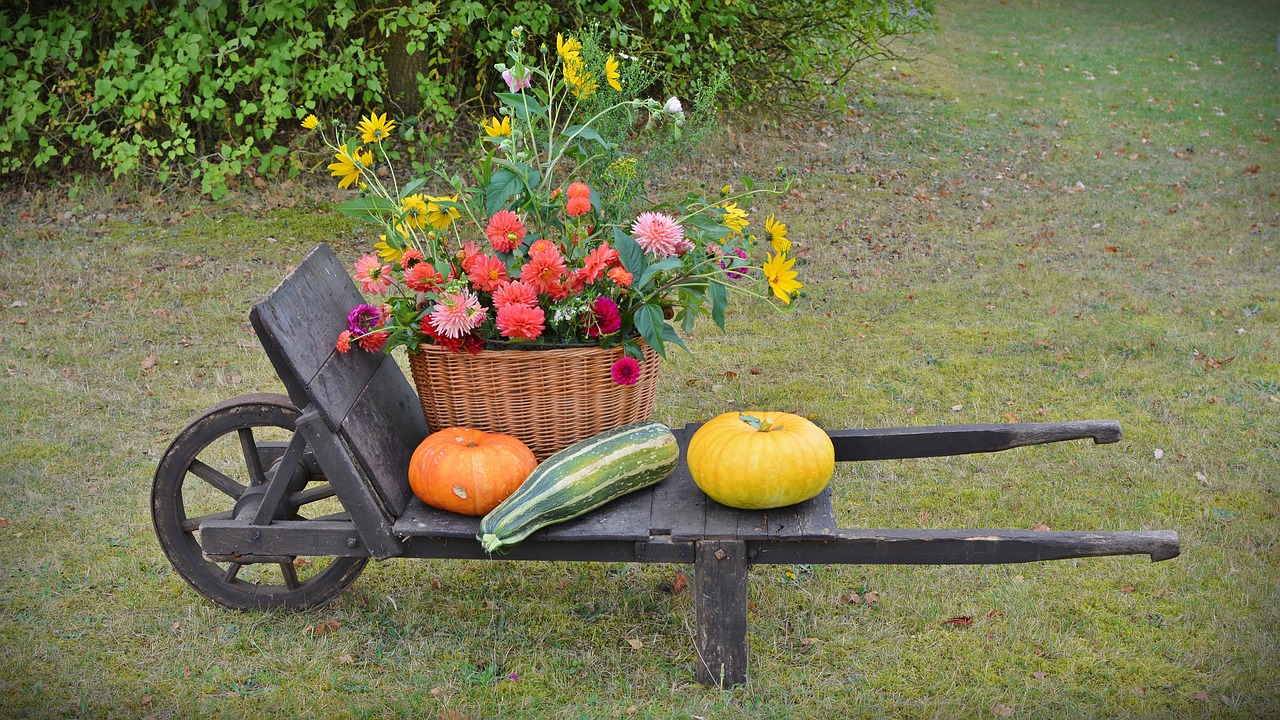 thanksgiving decoration harvest festival free photo