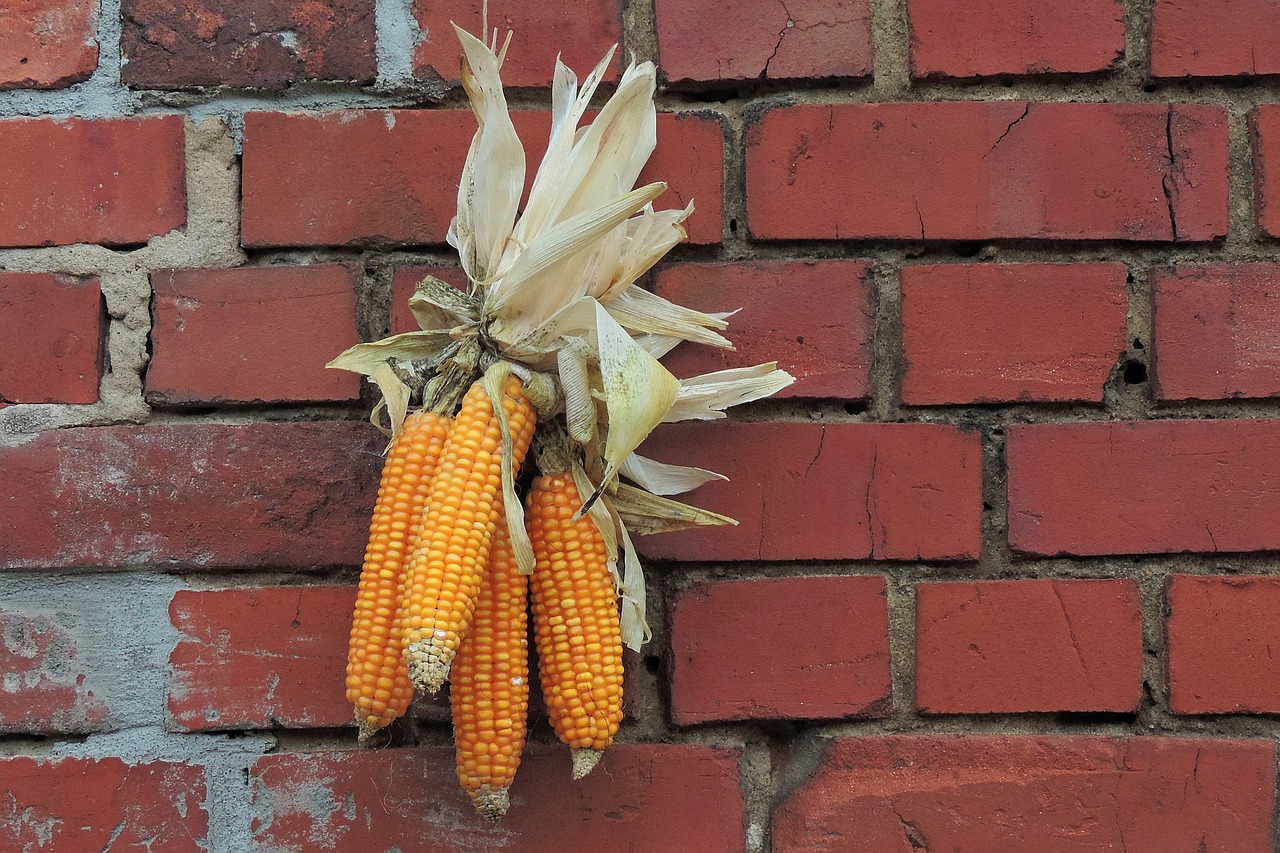 thanksgiving decoration corn free photo