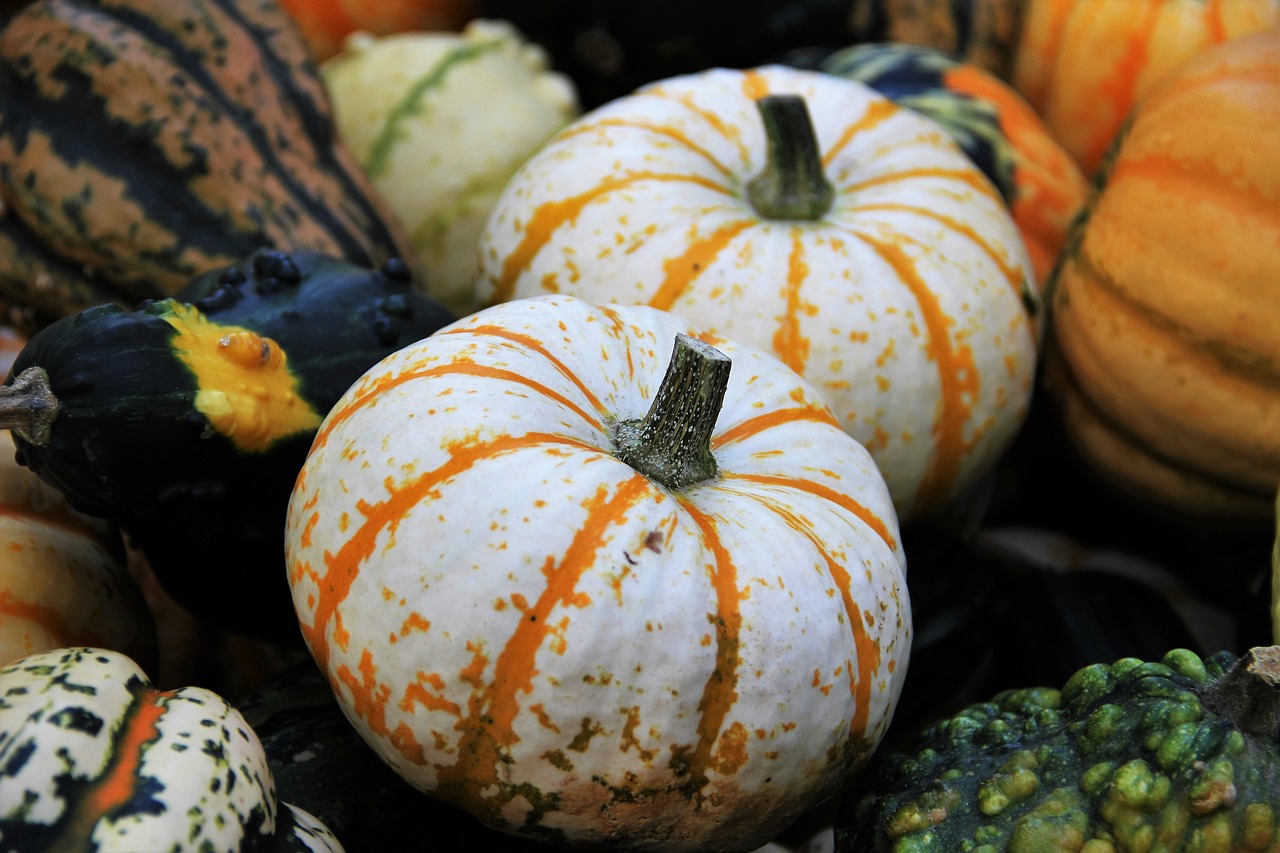 thanksgiving decorative squashes seasonal autumn decoration free photo