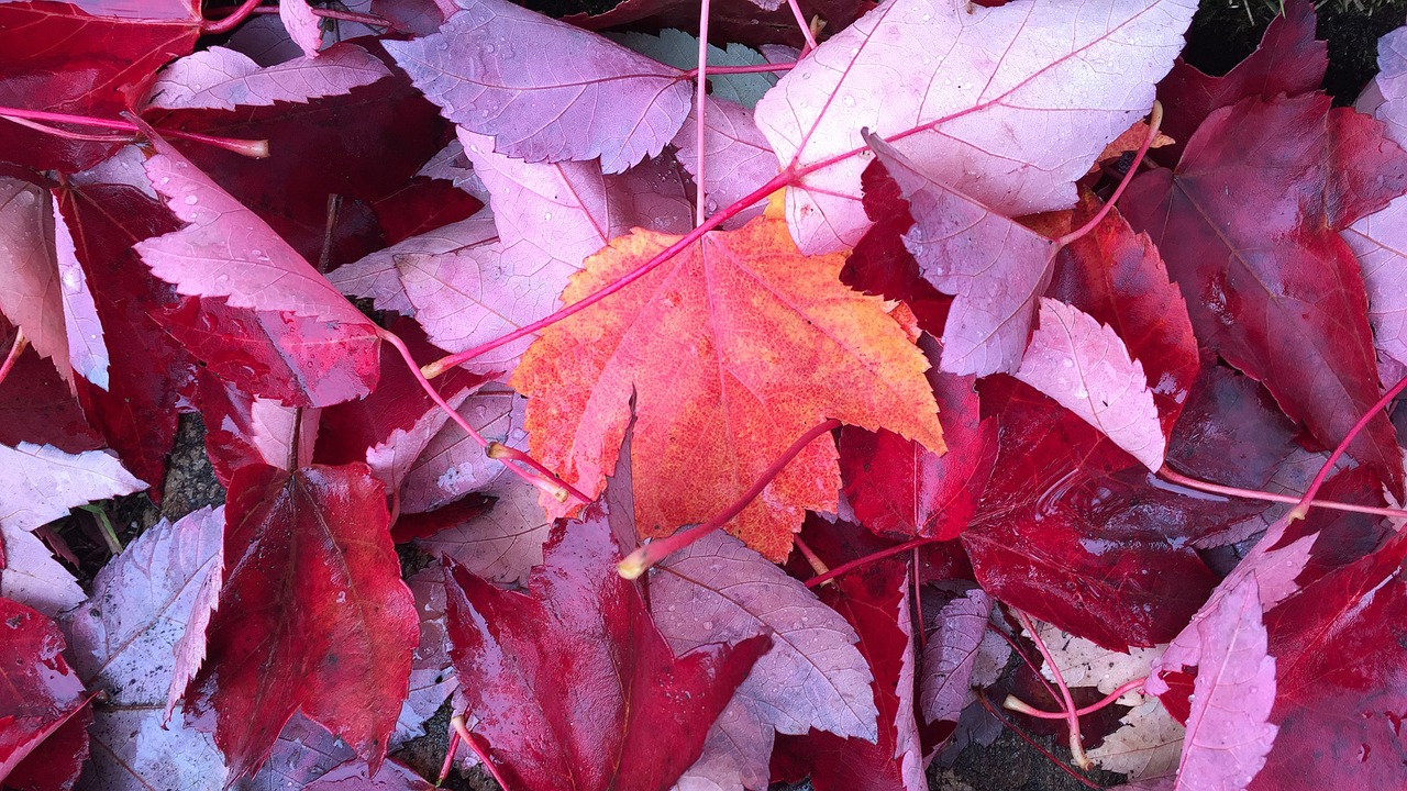 thanksgiving leaves fall free photo