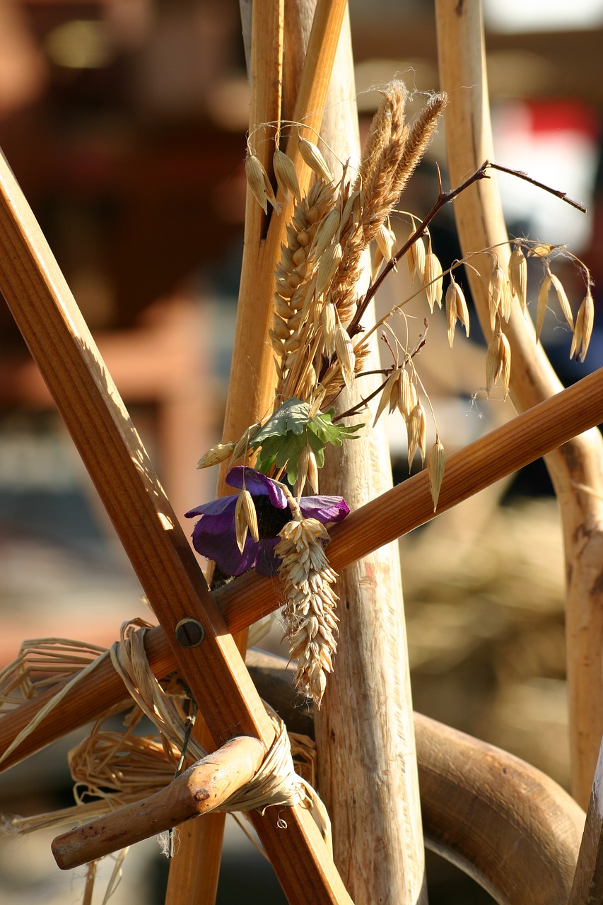 thanksgiving cereals autumn free photo