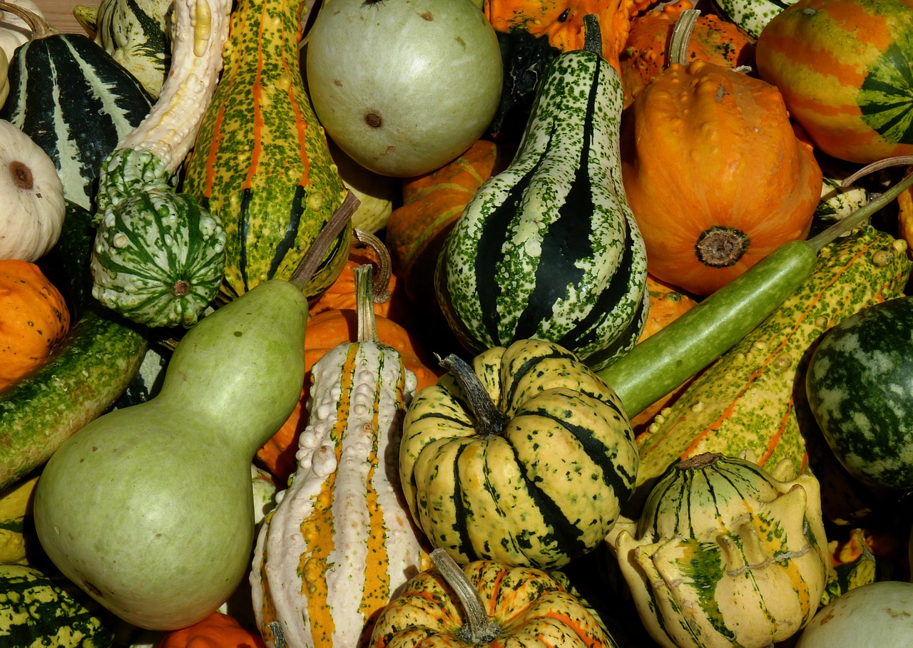 thanksgiving pumpkins vegetables free photo